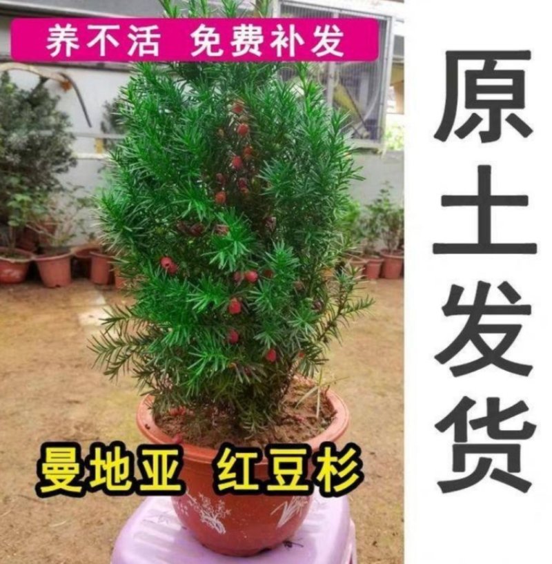 正宗曼地亚红豆杉盆栽苗室内四季绿植吸甲醛绿植耐寒植物