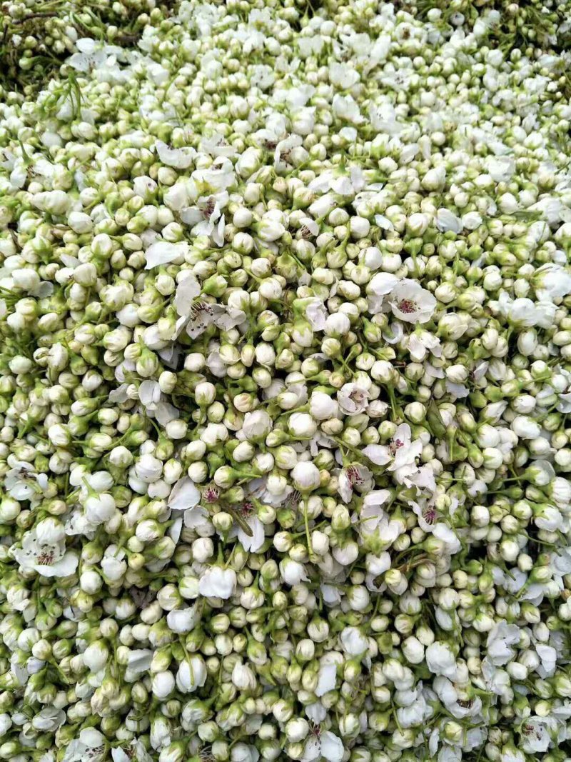 花粉安徽省砀山县花粉，花渣批发零零售，顺丰发货。