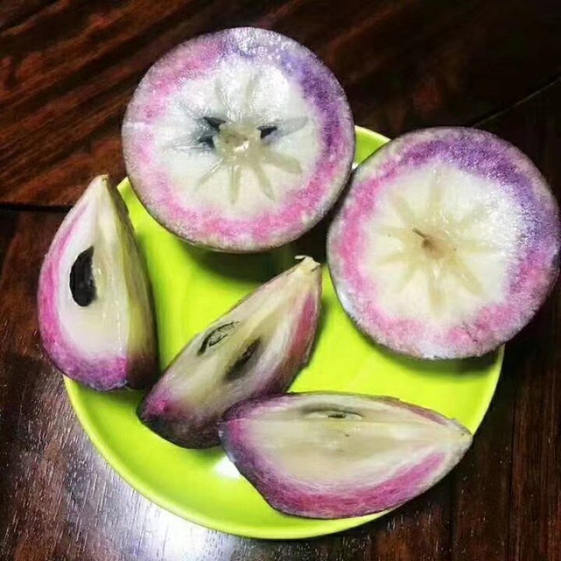 越南牛奶果苗进口苗牛奶果苗越南牛奶果苗牛奶果苗