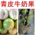 越南牛奶果苗进口苗牛奶果苗越南牛奶果苗牛奶果苗