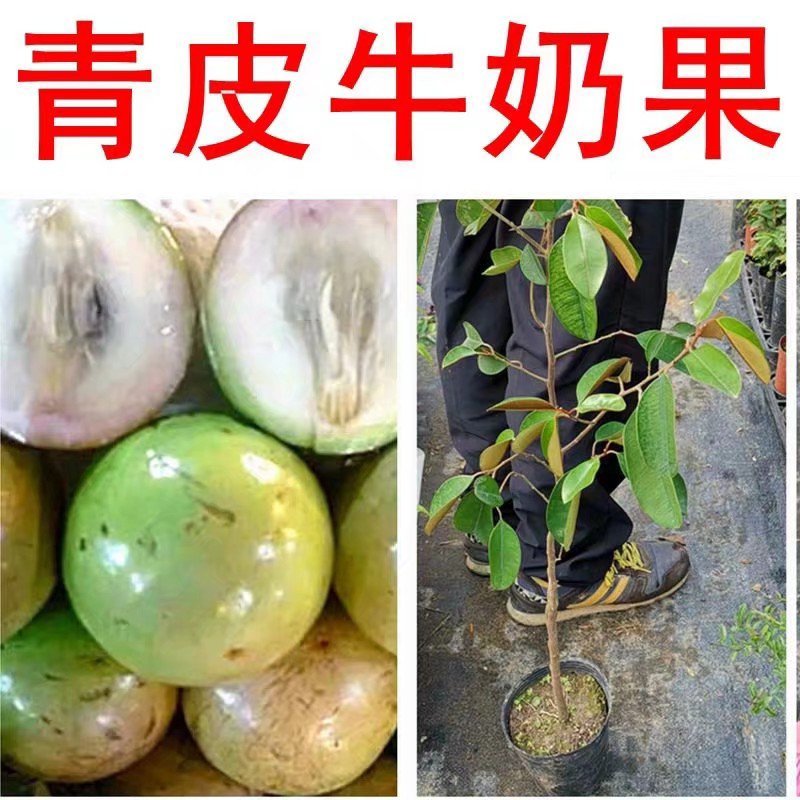 越南牛奶果苗进口苗牛奶果苗越南牛奶果苗牛奶果苗