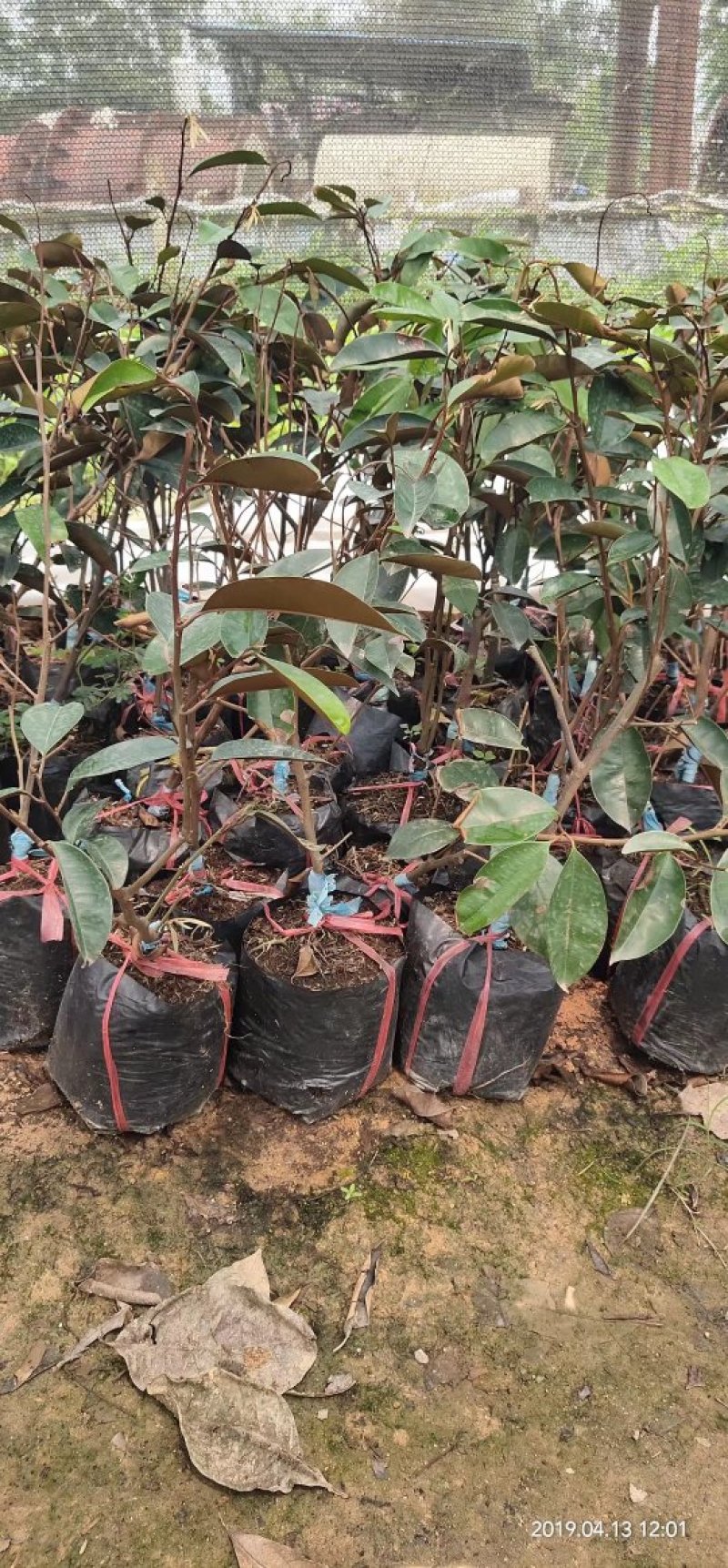 越南牛奶果苗进口苗牛奶果苗越南牛奶果苗牛奶果苗