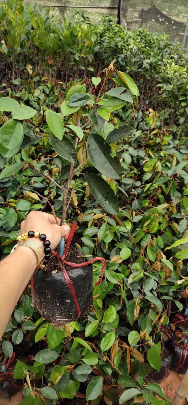 越南牛奶果苗进口苗牛奶果苗越南牛奶果苗牛奶果苗