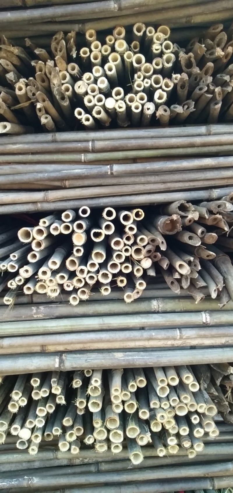 本竹场长年提供优质各种规格菜架竹竿诚信第一