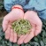 2020峨眉半山绿茶茶香四溢毛尖茶