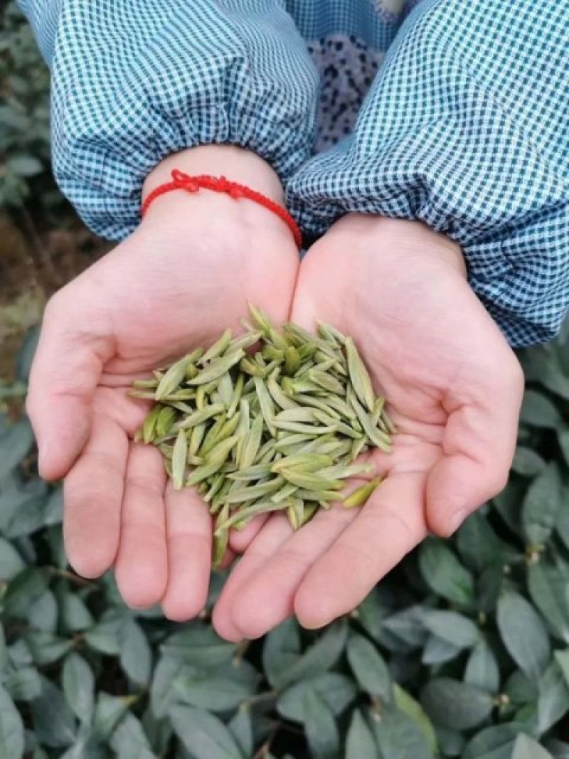 2020峨眉半山绿茶茶香四溢毛尖茶