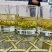2020峨眉半山绿茶茶香四溢毛尖茶