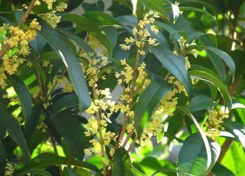 桂花树苗四季桂花苗桂花树苗四季桂花树苗