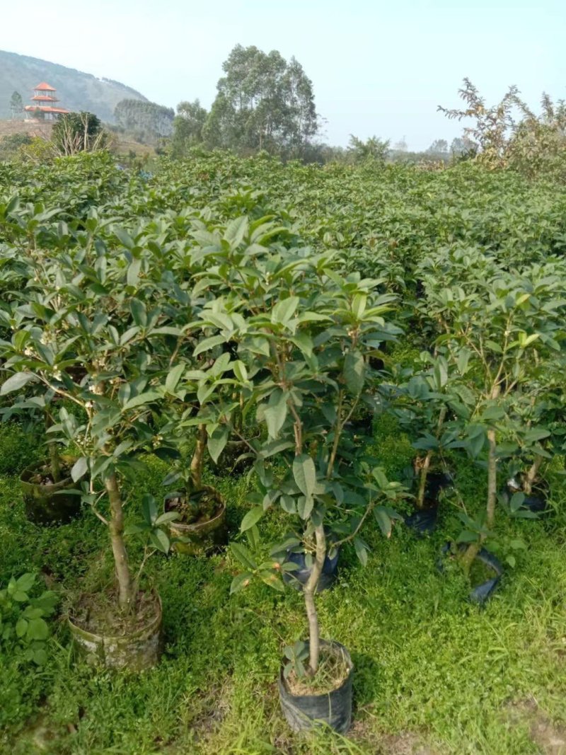 桂花树苗四季桂花苗桂花树苗四季桂花树苗