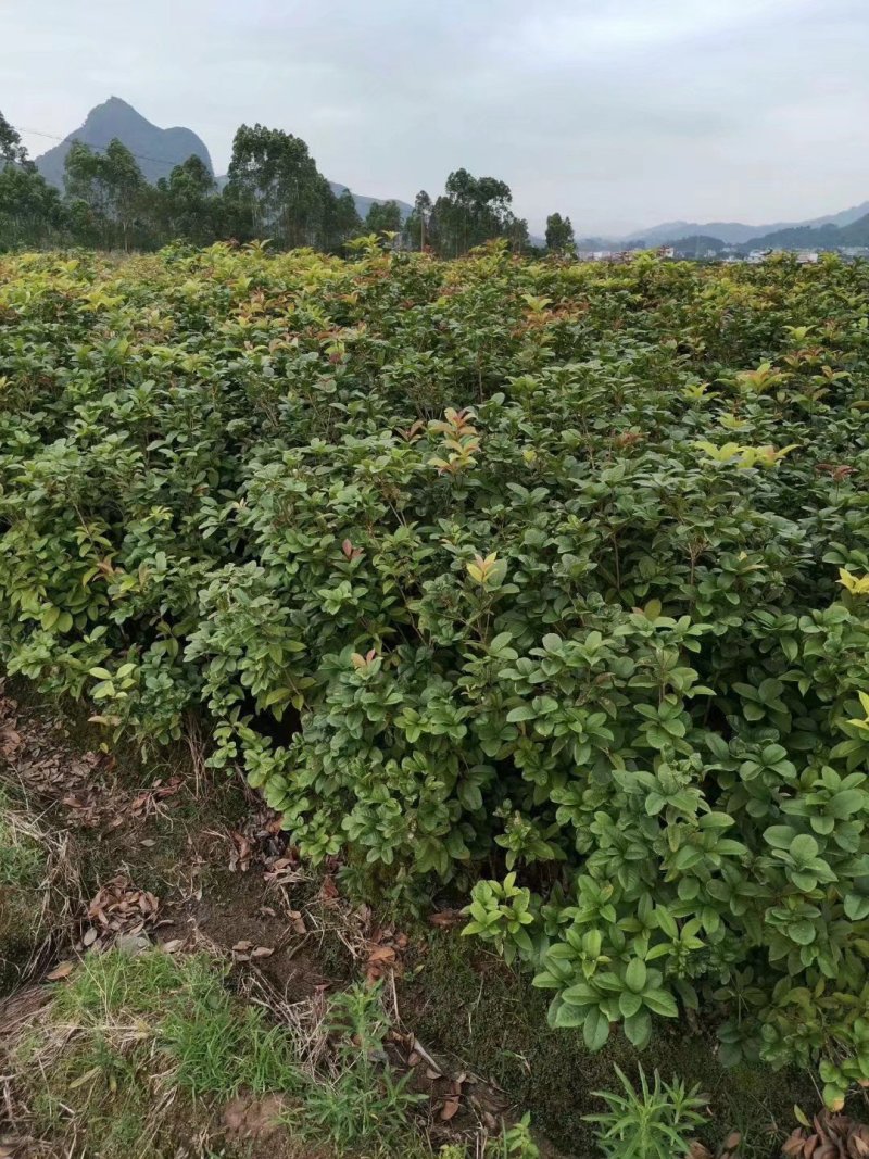 桂花树苗四季桂花苗桂花树苗四季桂花树苗