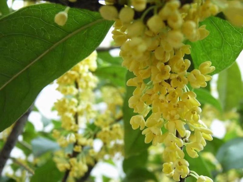 桂花树苗四季桂花苗桂花树苗四季桂花树苗