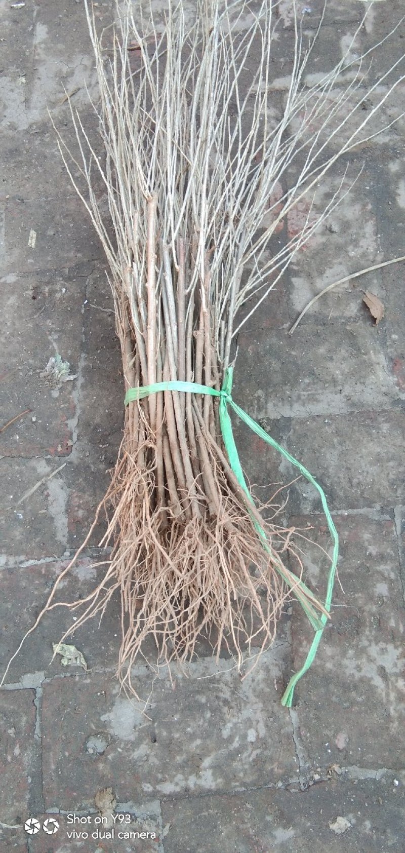 （基地直供）红枸杞苗，精品中华血杞红枸杞苗，当年挂果