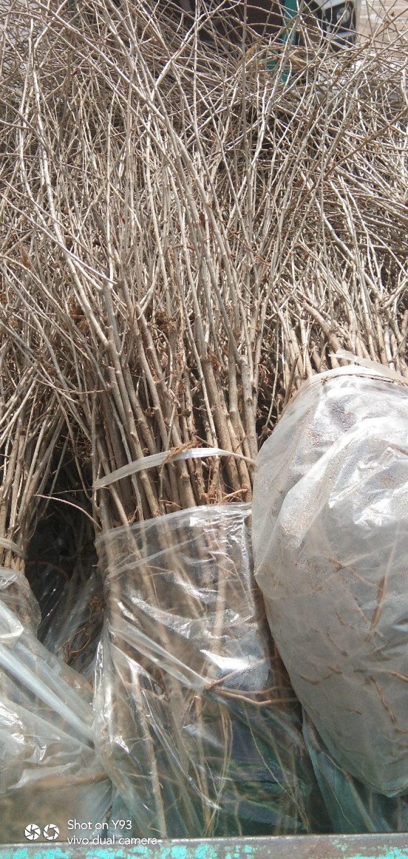 （基地直供）红枸杞苗，精品中华血杞红枸杞苗，当年挂果