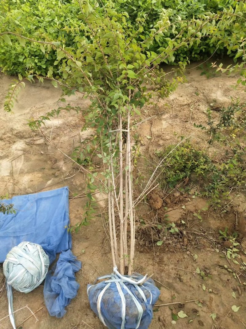 绣线菊金山绣线菊金焰绣线菊