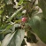 绣线菊金山绣线菊金焰绣线菊