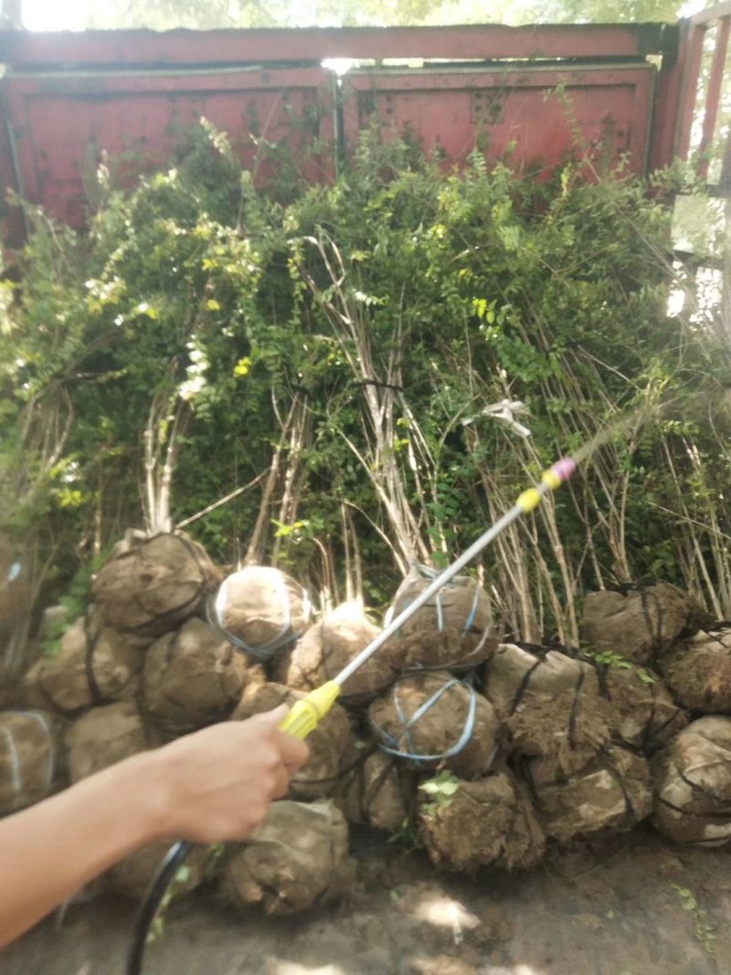 绣线菊金山绣线菊金焰绣线菊