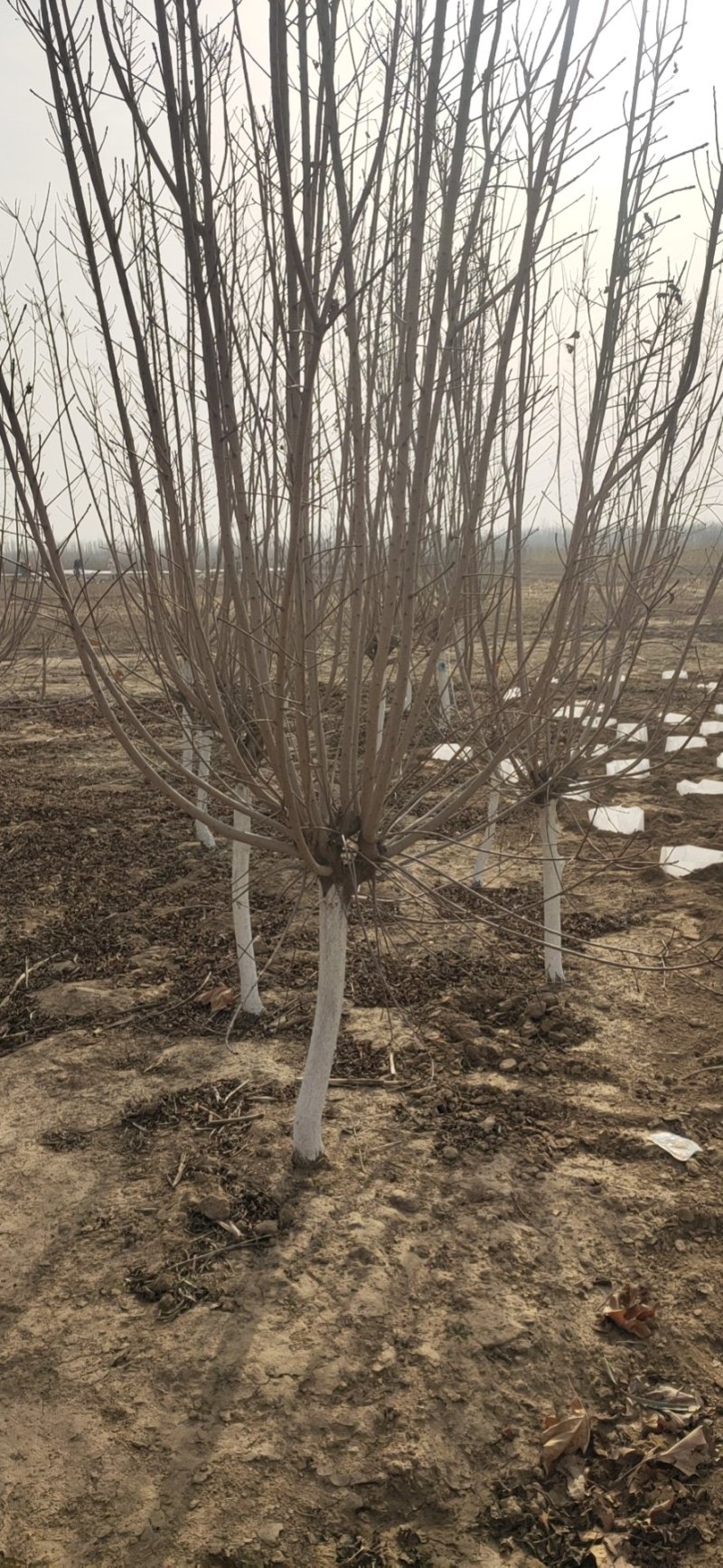 绣线菊金山绣线菊金焰绣线菊