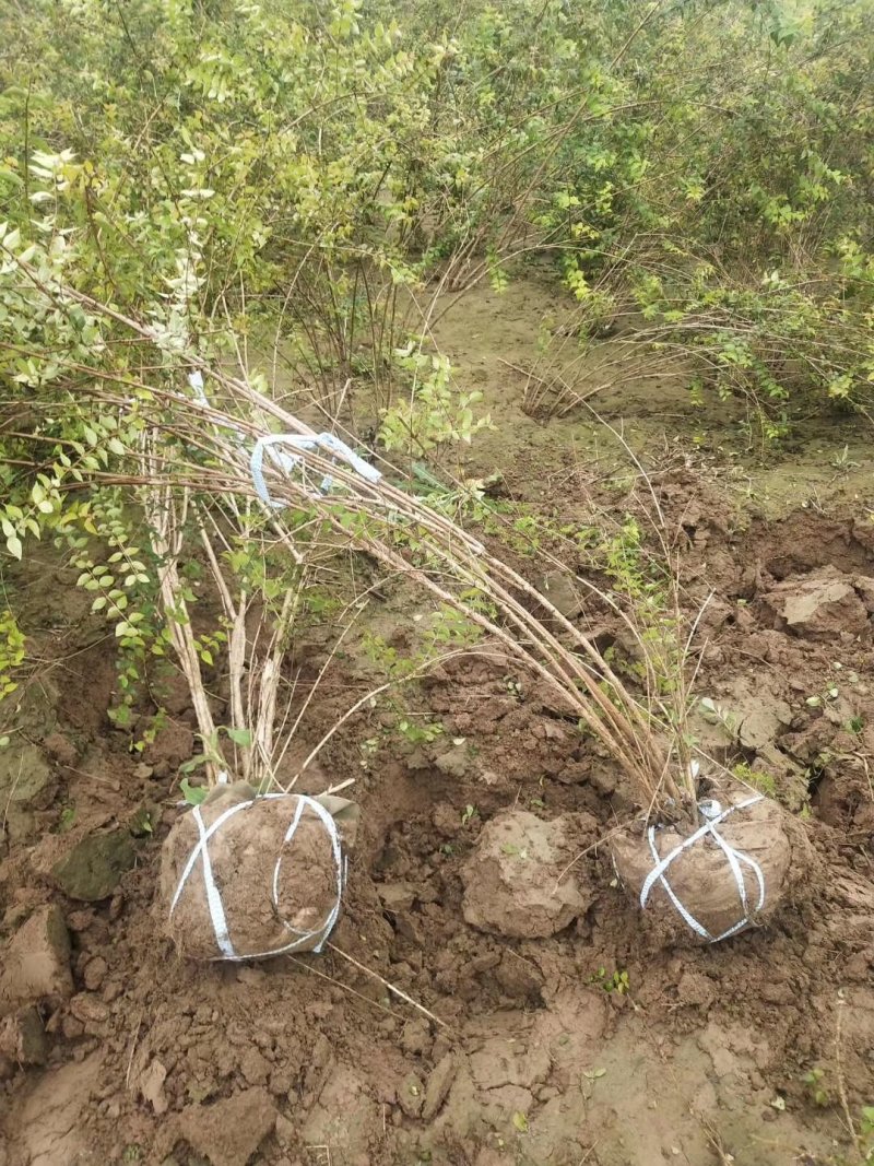 绣线菊金山绣线菊金焰绣线菊