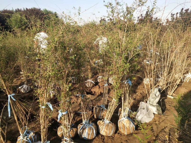 绣线菊金山绣线菊金焰绣线菊