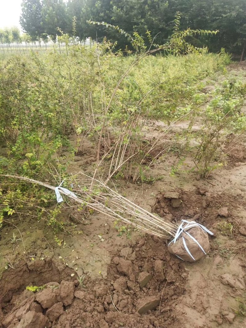 绣线菊金山绣线菊金焰绣线菊