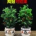 正宗曼地亚红豆杉盆栽苗室内四季绿植吸甲醛绿植耐寒植物
