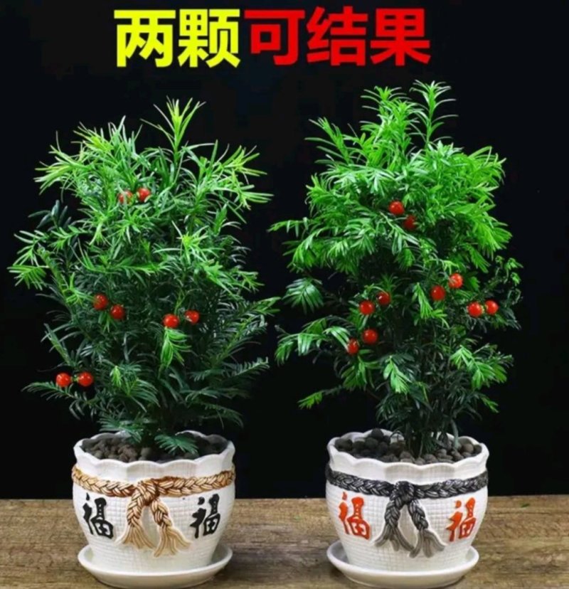 正宗曼地亚红豆杉盆栽苗室内四季绿植吸甲醛绿植耐寒植物