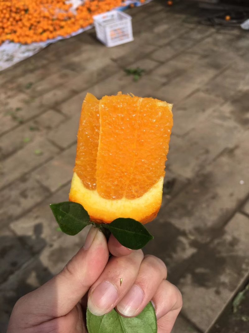 伦晚脐橙