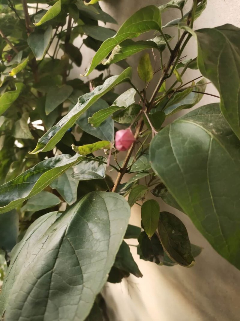 红瑞木红瑞木价格红瑞木产地红瑞木价格河北红瑞木产