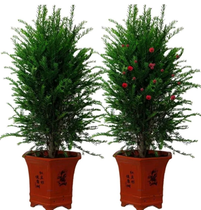 正宗曼地亚红豆杉盆栽苗室内四季绿植吸甲醛绿植耐寒植物