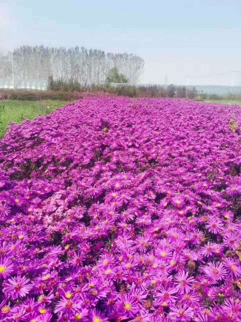 荷兰菊花海东北耐寒花卉