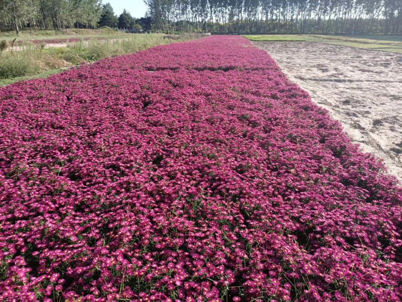 荷兰菊花海东北耐寒花卉