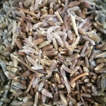 朱砂点苍术种子，种苗，提供种植技术，可回收