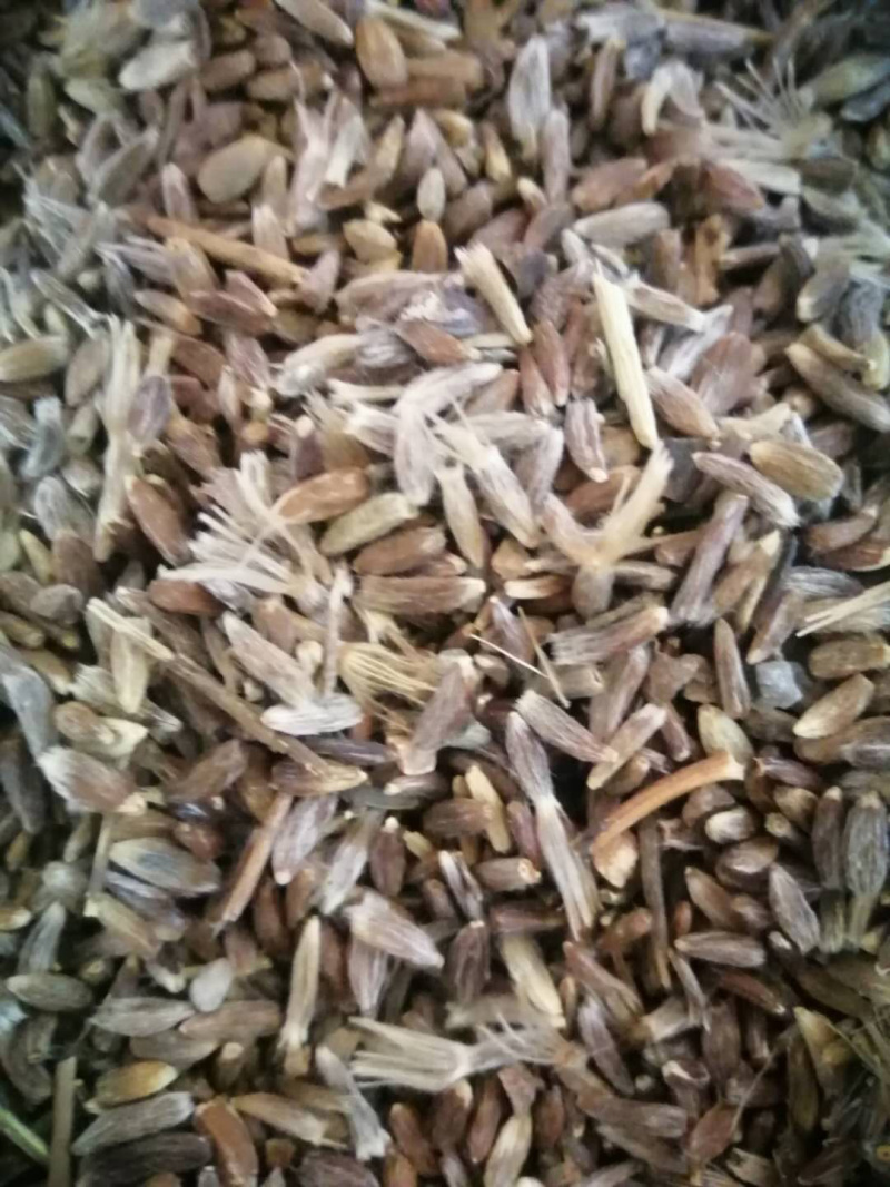 朱砂点苍术种子，种苗，提供种植技术，可回收