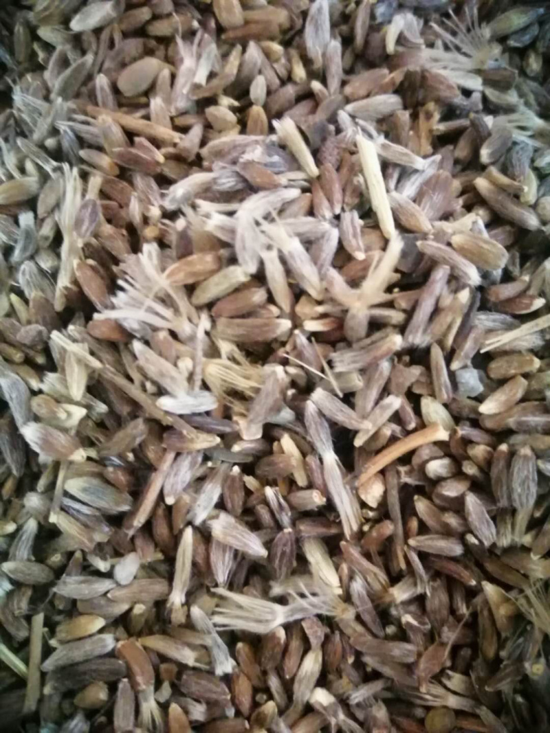 朱砂点苍术种子，种苗，提供种植技术，可回收