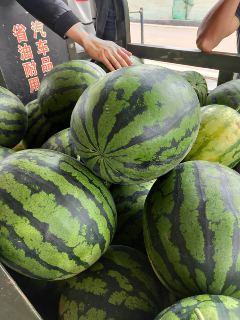 广东甜王西瓜、黑美人大量上市。有需要的老板请联系我
