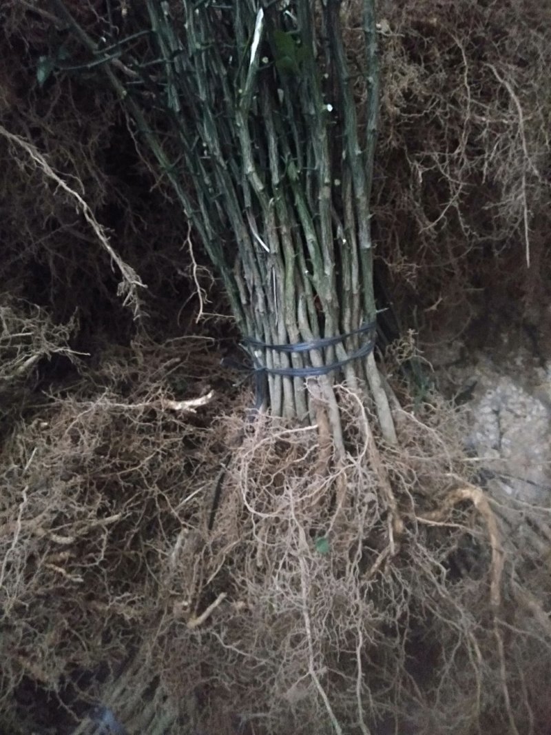 枸橘实生苗积壳苗枳壳苗包邮量大专车包送