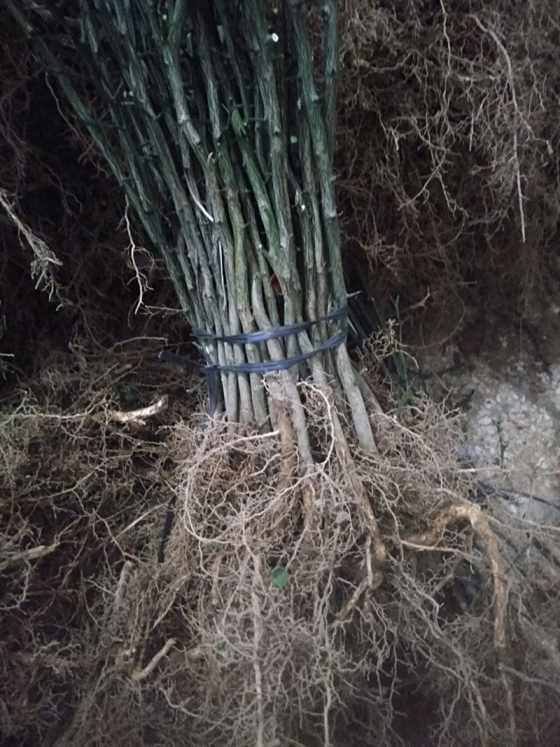 枸橘实生苗积壳苗枳壳苗包邮量大专车包送