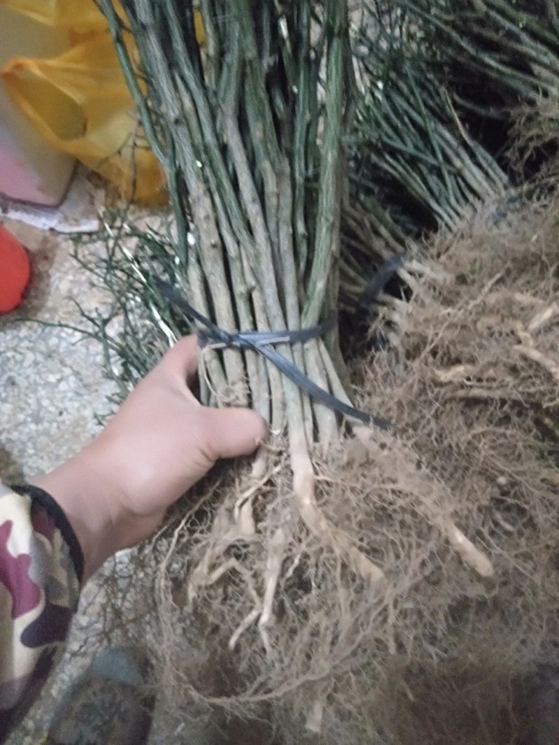 【热卖】积壳树苗积壳小苗积壳苗广西积壳苗顺丰包邮