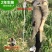 桃树苗，嫁接早熟晚熟新品种，水蜜桃，特大基地直供包成活