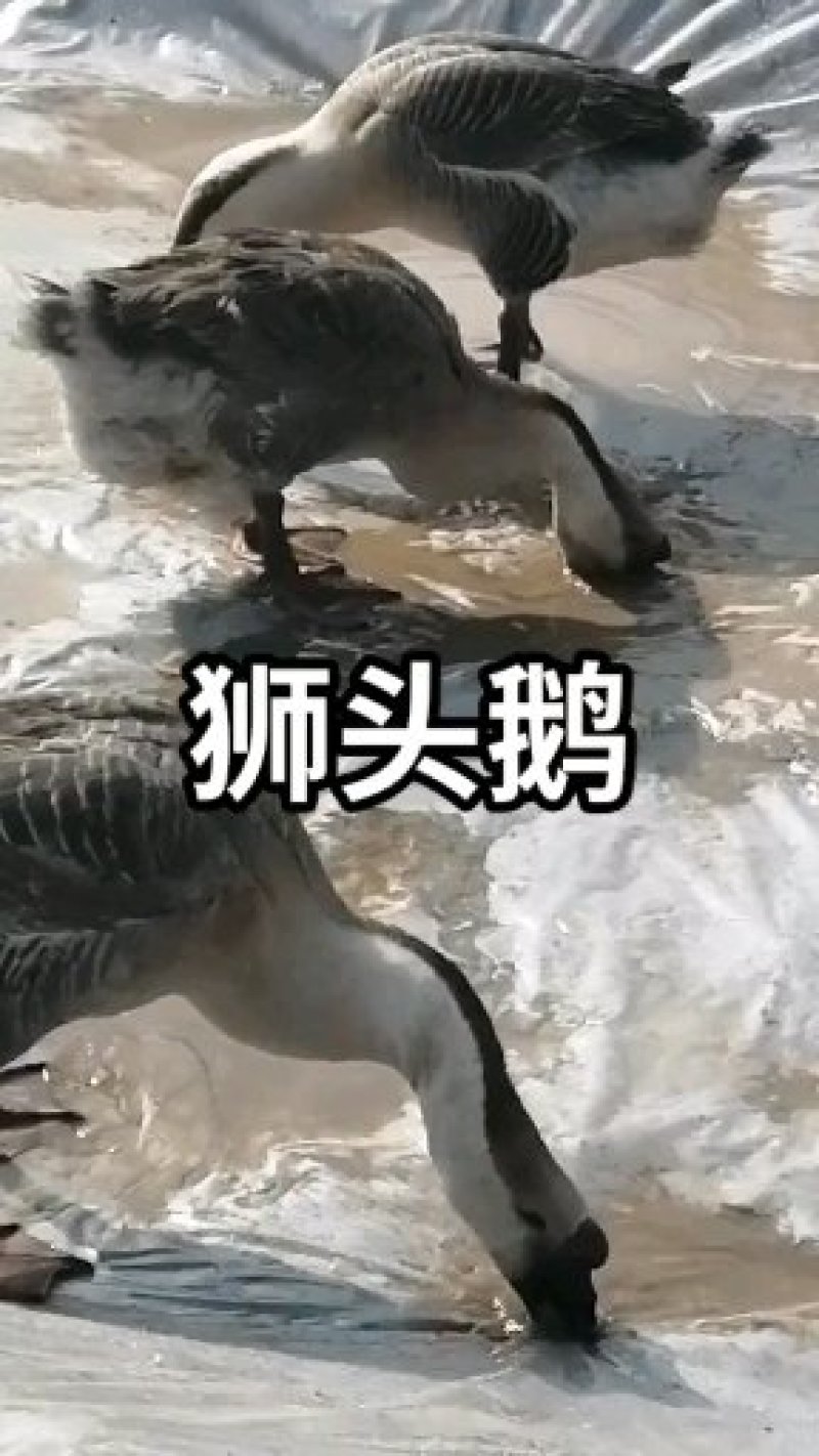 狮头鹅苗狮头鹅包打疫苗狮头鹅种蛋