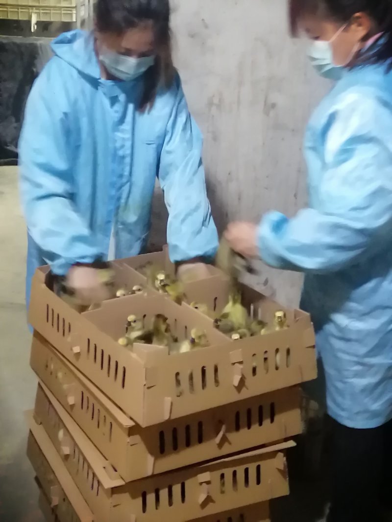 狮头鹅苗狮头鹅包打疫苗狮头鹅种蛋
