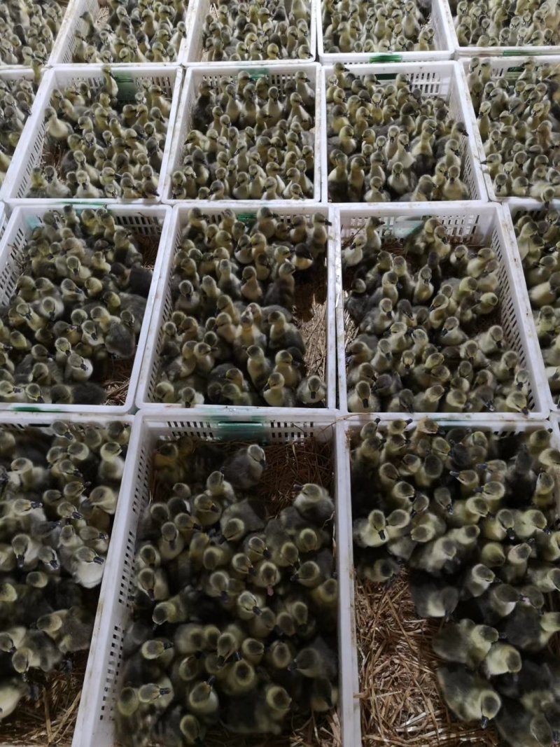 狮头鹅苗狮头鹅包打疫苗狮头鹅种蛋