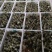 狮头鹅苗狮头鹅包打疫苗狮头鹅种蛋