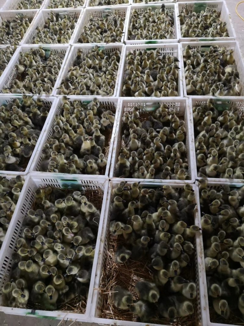 狮头鹅苗狮头鹅包打疫苗狮头鹅种蛋