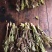 刺嫩芽苗，无死根无烂根，免费提供种植管理技术