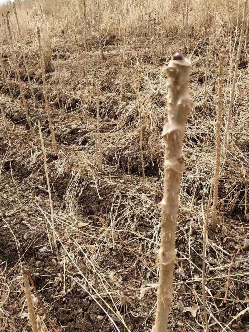 刺嫩芽苗，无死根无烂根，免费提供种植管理技术