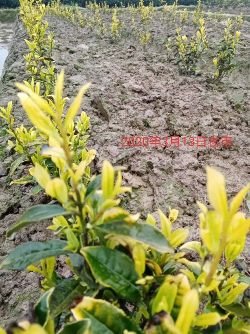 龙井早黄茶苗，冬苗，夏苗，量大优惠，欢迎咨询