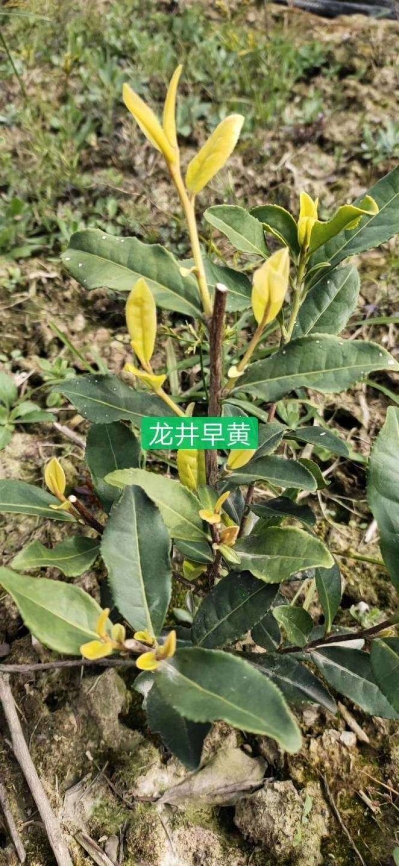龙井早黄茶苗，冬苗，夏苗，量大优惠，欢迎咨询