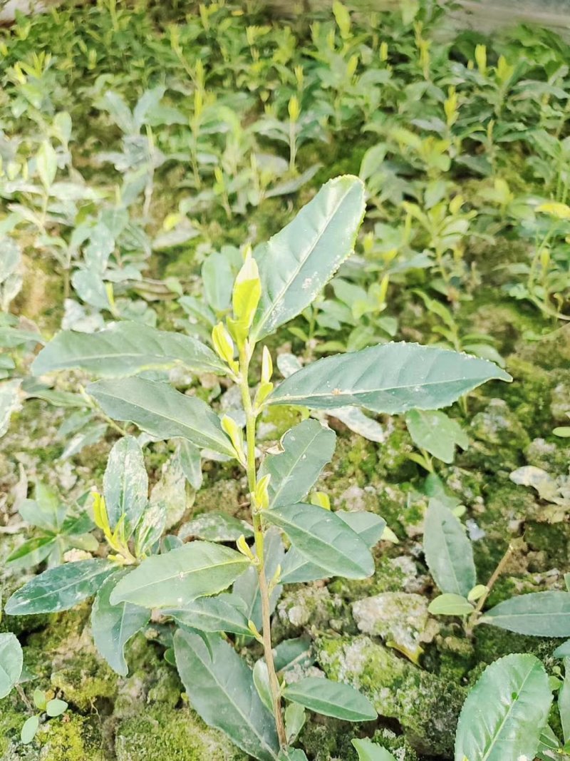 龙井早黄茶苗，冬苗，夏苗，量大优惠，欢迎咨询