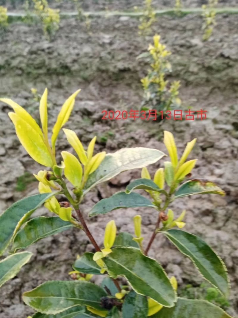 龙井早黄茶苗，冬苗，夏苗，量大优惠，欢迎咨询